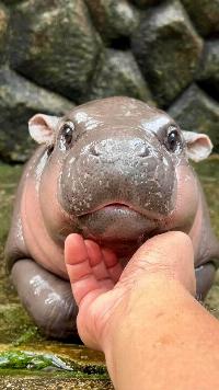 Hippo大聯盟